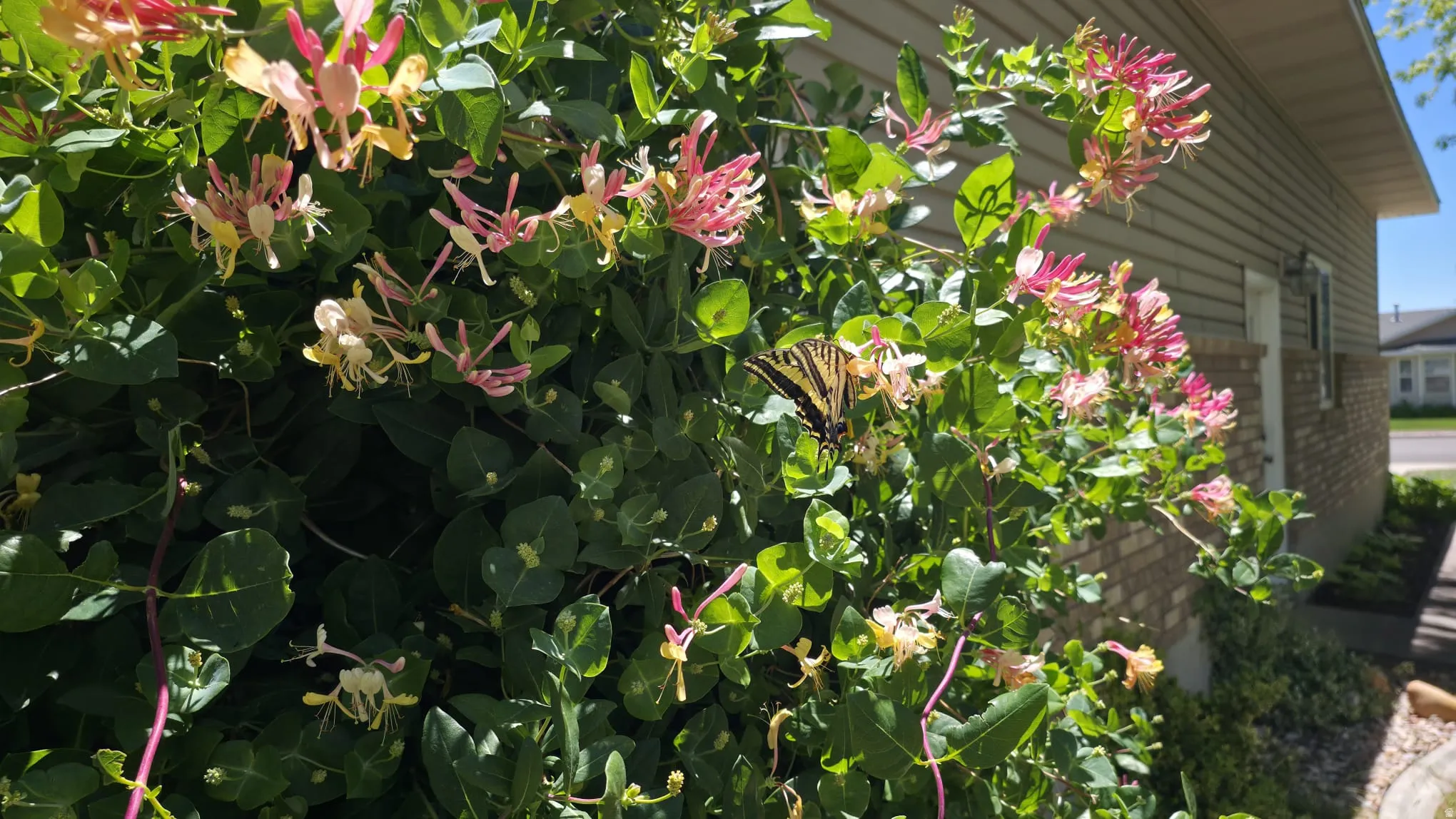 Colorful flowering shrubbery with pink and yellow blooms