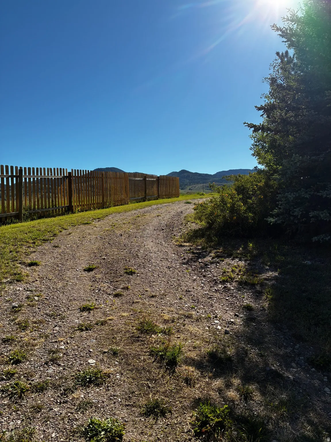 Gravel driveway with natural wood snow fence and mature evergreen trees
