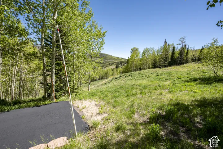 Expansive sloped grounds with mature deciduous and evergreen trees under a clear sky