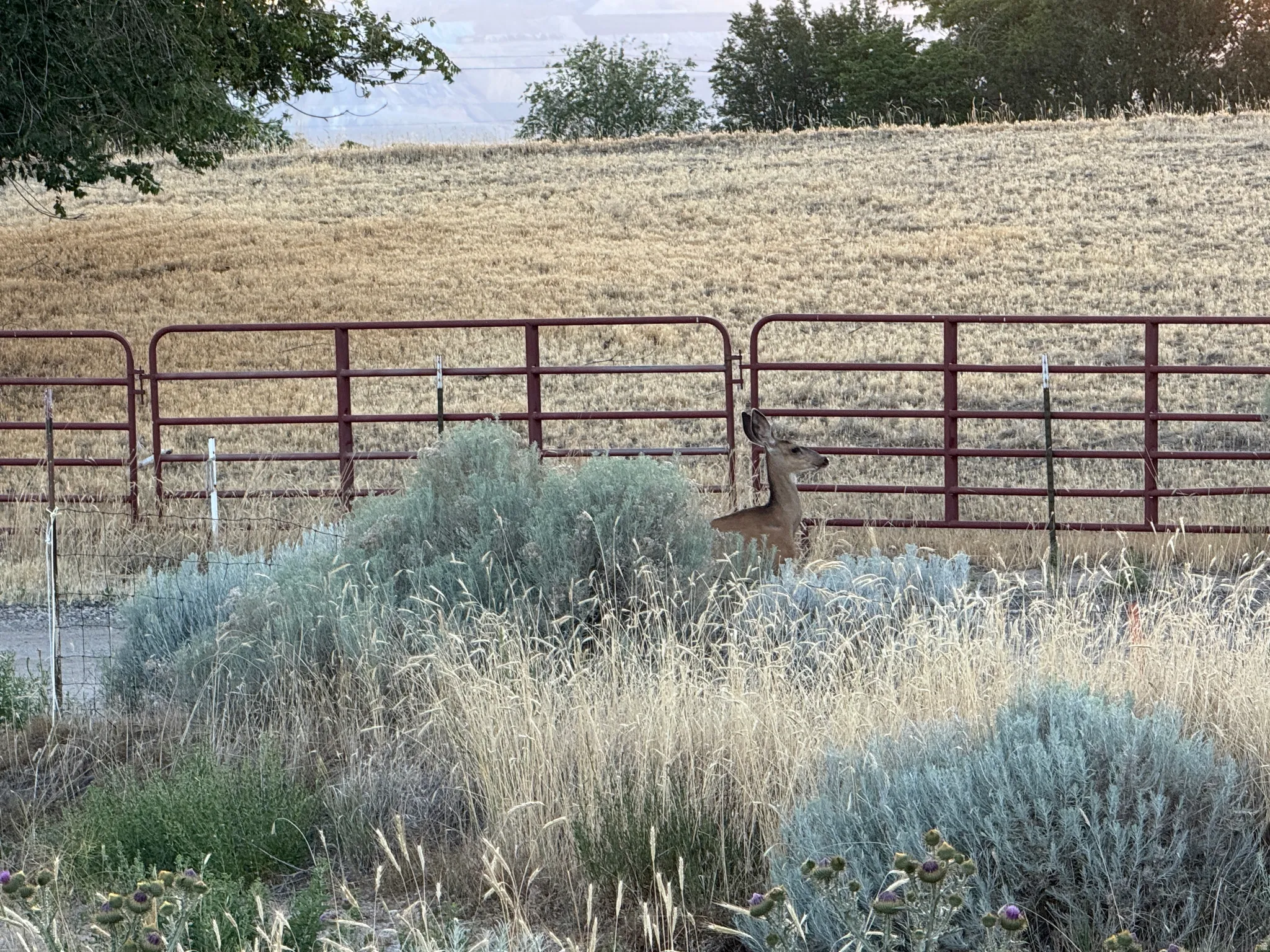 Deer that was on Property