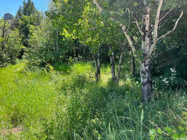Expansive natural landscape featuring lush green foliage and mature deciduous trees