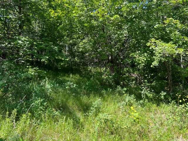 Wooded lot featuring mature trees and varied green foliage