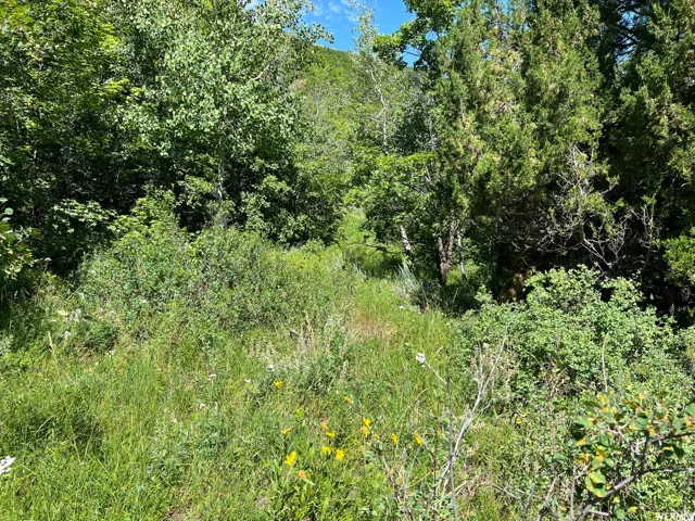 Natural landscape featuring abundant greenery and mature trees