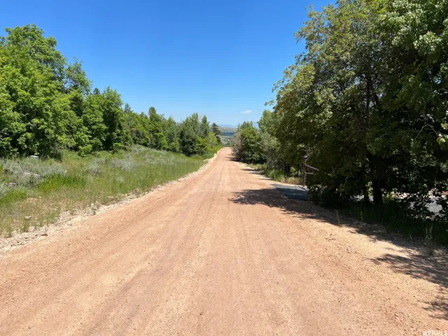 Expansive gravel road surrounded by mature trees and natural vegetation