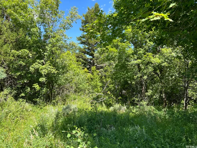 Expansive natural landscape featuring dense deciduous and coniferous trees, varied green foliage, and a clear blue sky