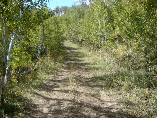 Unpaved natural path ascending through dense foliage