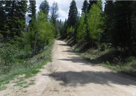 Gravel road bordered by dense evergreen and deciduous trees, with varied ground cover and natural light