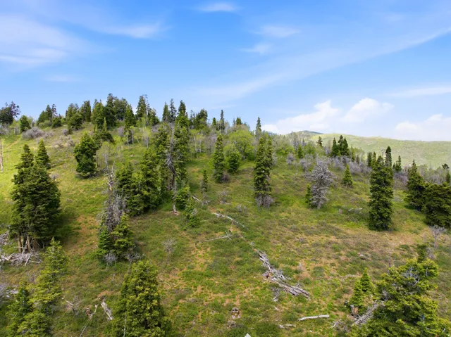 Expansive hillside property featuring diverse evergreen and deciduous trees, with a natural, varied terrain