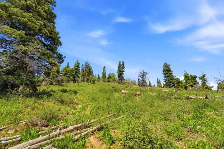 Expansive natural landscape featuring a gentle incline, verdant ground cover, and a scattering of mature evergreen trees