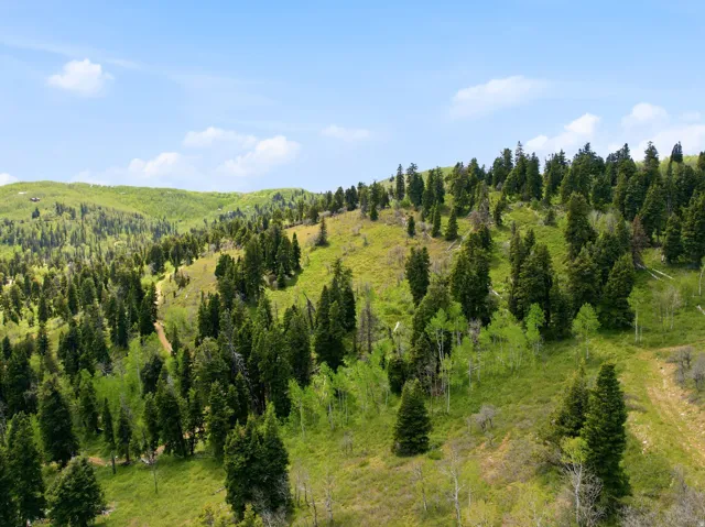 Expansive mountain landscape featuring varied evergreen and deciduous trees