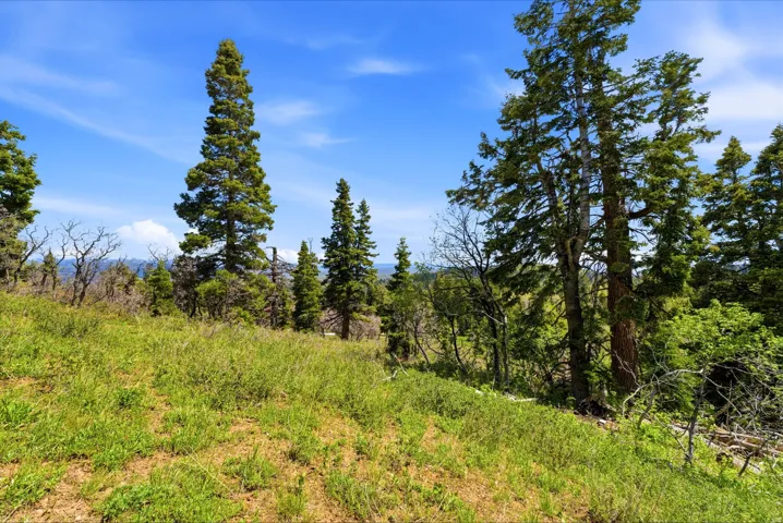 Expansive natural landscape featuring a mix of mature coniferous trees and verdant ground cover under a clear blue sky