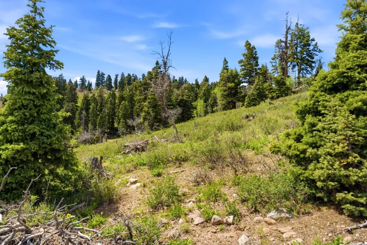 Expansive natural landscape featuring a sloping terrain with abundant evergreen trees