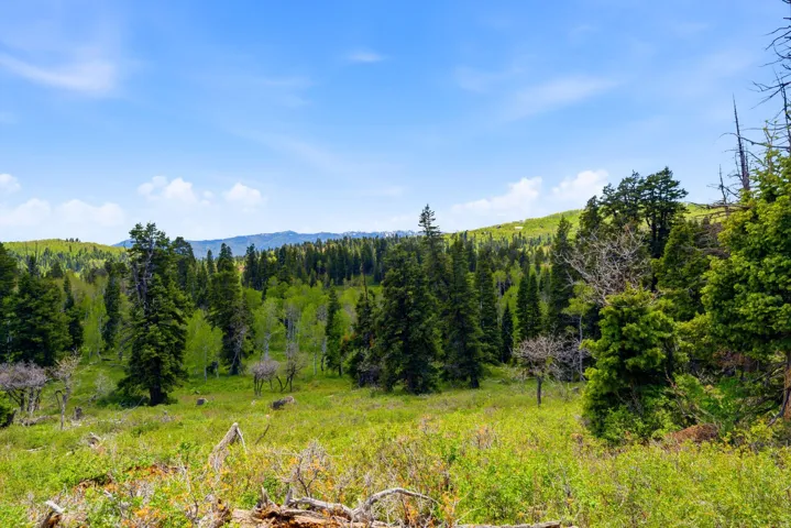 Expansive natural landscape featuring a mixture of evergreen and deciduous trees, verdant undergrowth, and distant hills