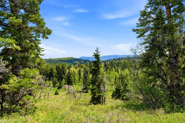 Expansive natural landscape featuring dense evergreen forests and varied deciduous trees