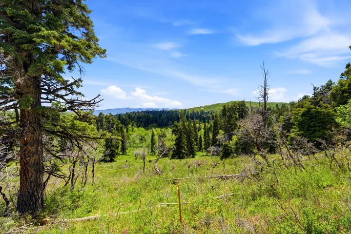 Expansive natural landscape featuring lush green foliage, mature trees, and distant hills under a clear blue sky