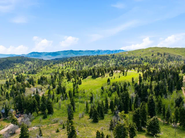Expansive natural landscape featuring lush green fields and dense evergreen forests