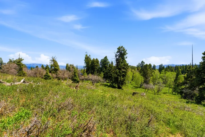 Expansive natural landscape featuring varied topography, mature evergreen trees, deciduous trees with vibrant green foliage, and abundant ground cover