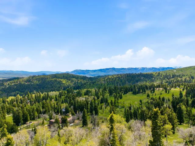 Expansive natural landscape featuring lush green foliage, a mix of evergreen and deciduous trees, and distant snow-capped mountains under a clear blue sky