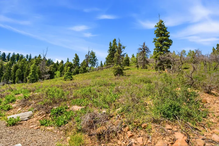 Expansive natural terrain featuring varied green foliage, mature evergreen trees, and a clear blue sky