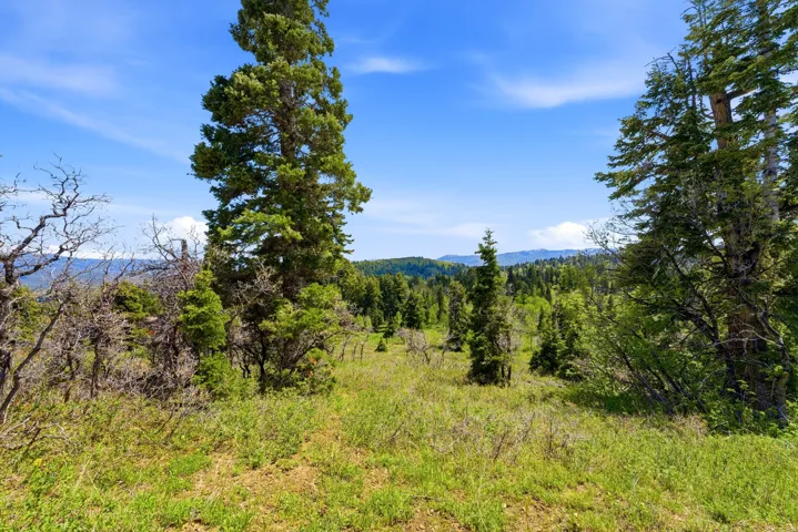 Expansive natural landscape featuring mature evergreen trees and varied ground cover under a clear sky