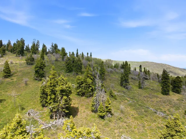 Expansive sloping terrain featuring abundant evergreen trees and natural vegetation