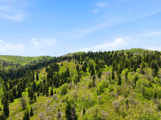 Expansive mountainous terrain featuring dense evergreen forests and verdant deciduous trees