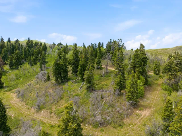 Sloping terrain featuring mature evergreen trees and green foliage under a bright sky