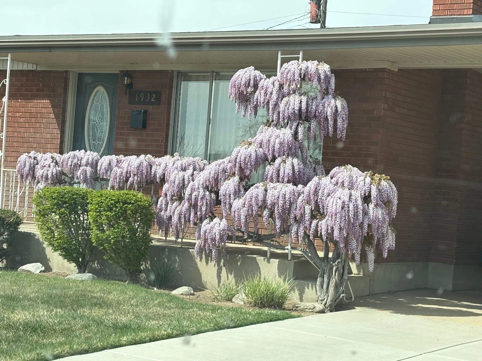 Front flowers