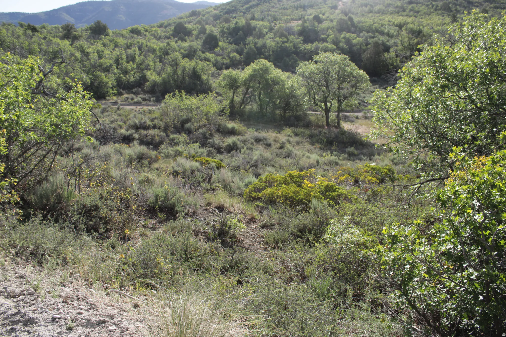 Expansive natural landscape featuring varied green foliage, mature trees, and distant hills