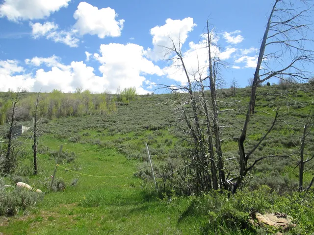 Expansive hillside property featuring diverse foliage and a prominent blue sky with white clouds