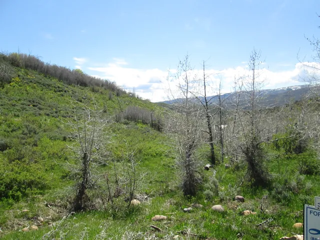 Expansive natural landscape with a verdant hillside and scattered deciduous trees