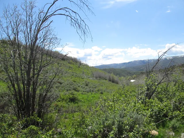 Expansive green landscape with varying foliage and distant mountains