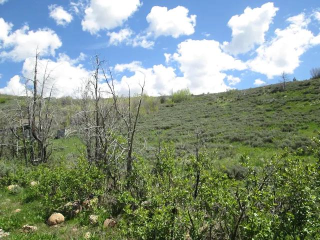 Sloping terrain featuring varied vegetation, established trees, and natural rock formations