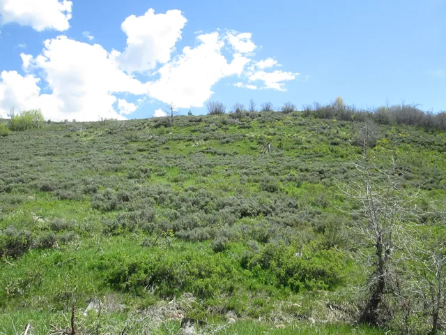 Expansive hillside lot featuring natural vegetation, scattered trees, and a clear blue sky