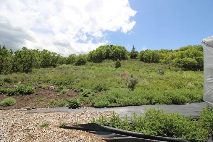 Expansive natural landscape with varied terrain and established trees