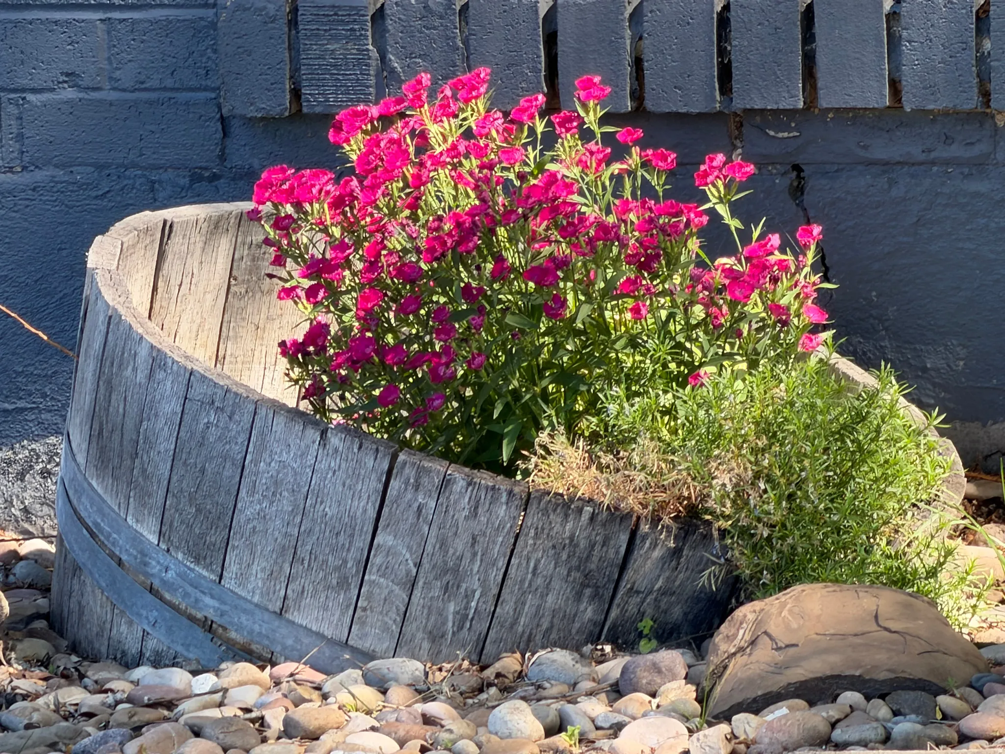 Weathered wood barrel planter featuring vibrant pink flowering plants and additional greenery