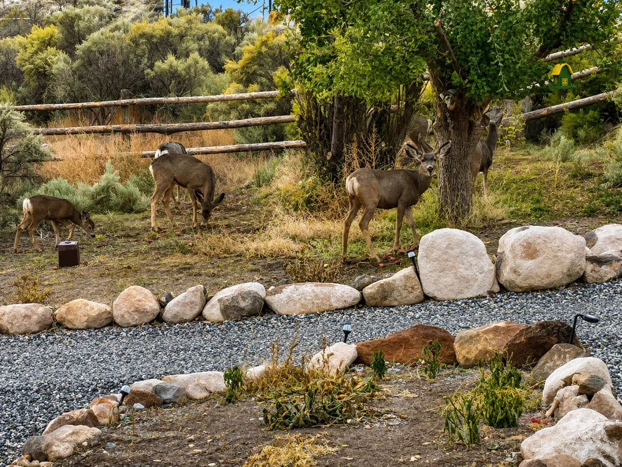 Gravel pathway bordered by natural boulders and low-growing vegetation