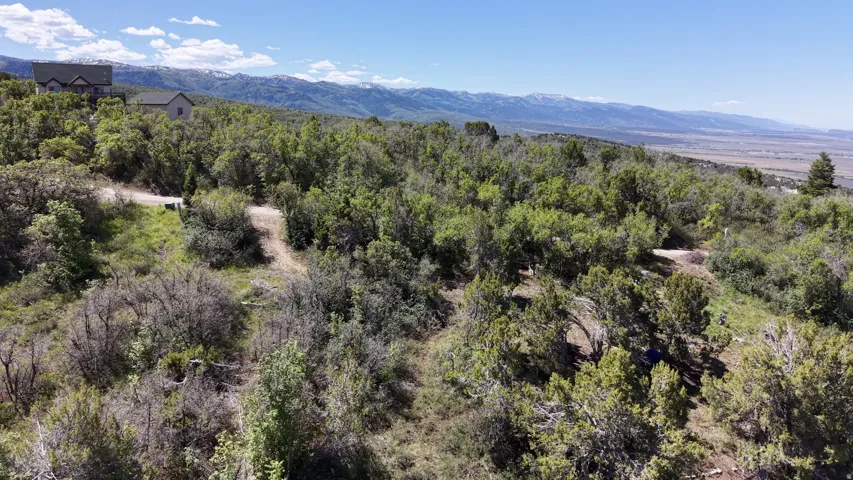 Expansive wooded landscape featuring mature trees and distant snow-capped mountains