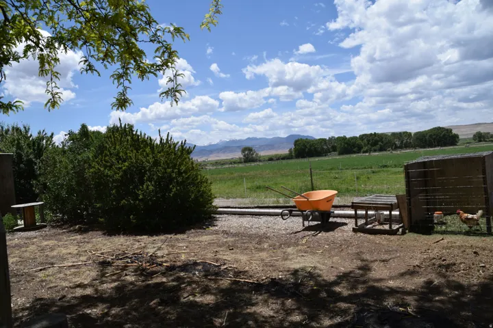 Expansive outdoor area with a large green shrub, mature trees, and broad distant fields