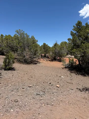 Expansive natural landscape featuring a clear blue sky, abundant evergreen trees, red earth, and scattered rocks