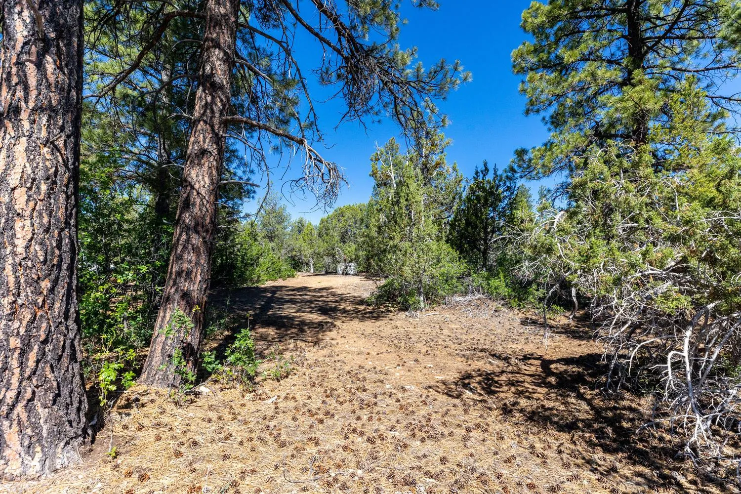 Wooded lot featuring mature pine trees and natural vegetation