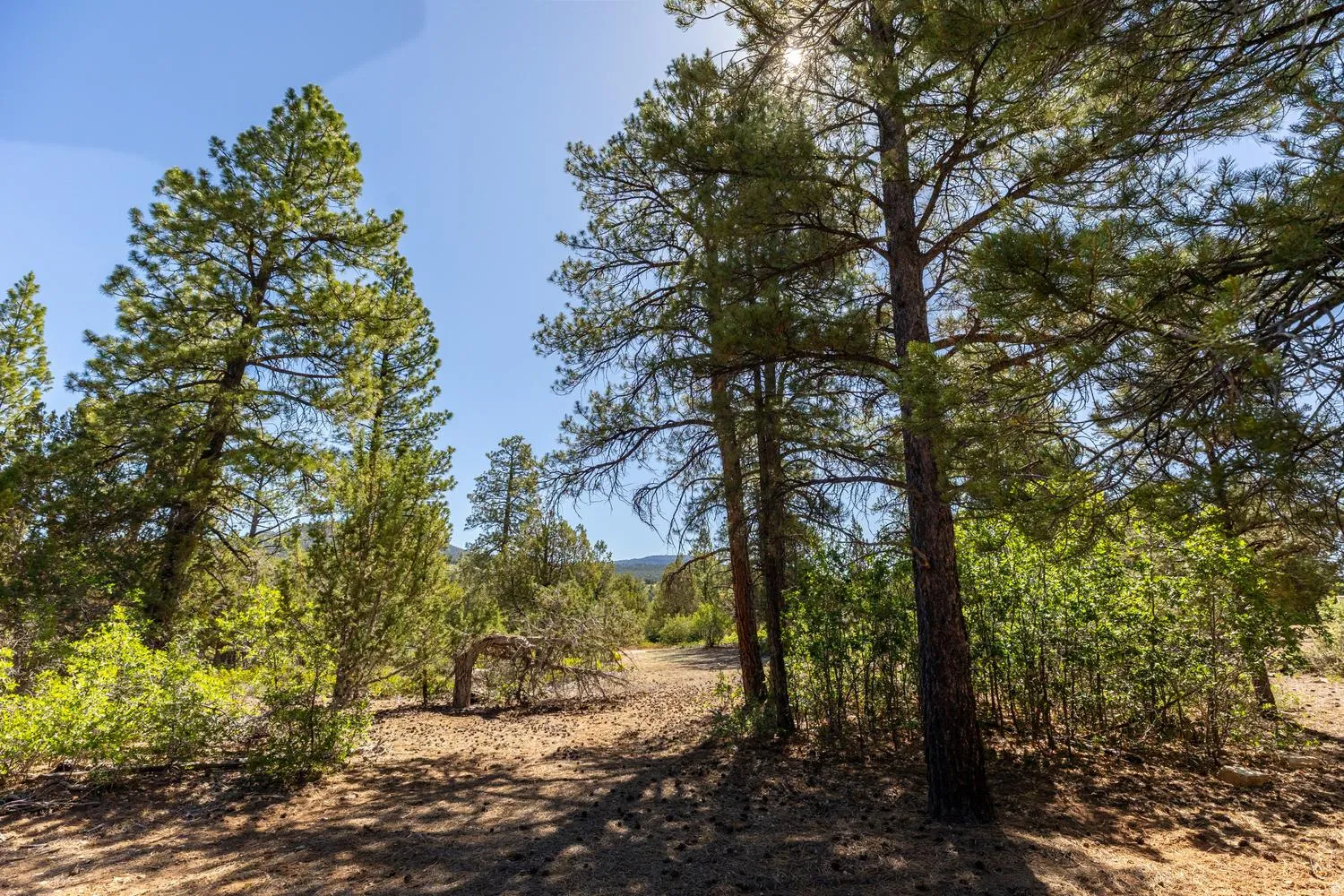 Wooded landscape featuring mature evergreen trees and natural ground cover