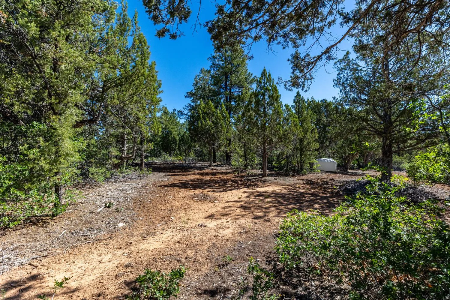 Wooded lot featuring mature trees and a clear patch of earth