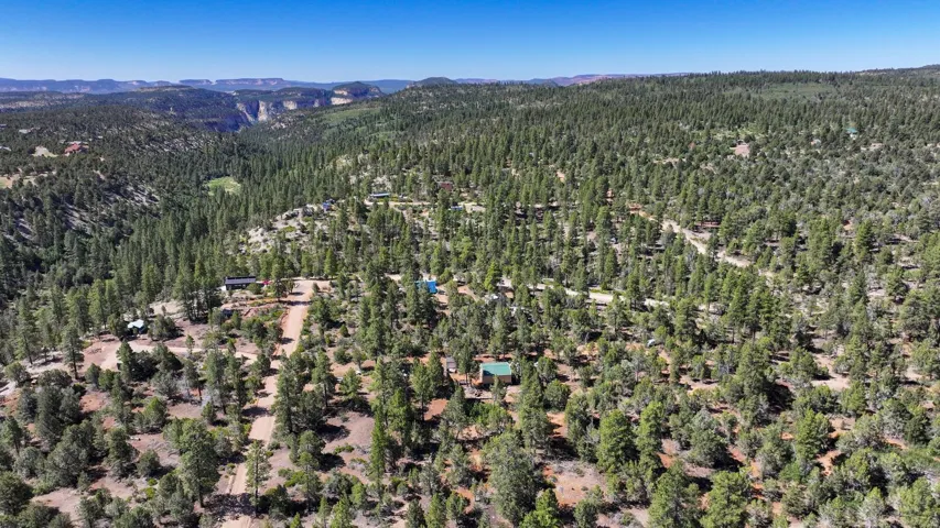 Expansive wooded acreage featuring diverse evergreen foliage and natural clearings