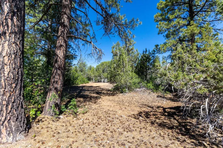 Wooded lot featuring mature pine trees and natural vegetation