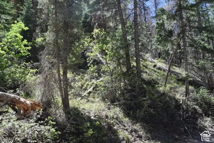 Wooded terrain featuring mature evergreen trees and dense undergrowth