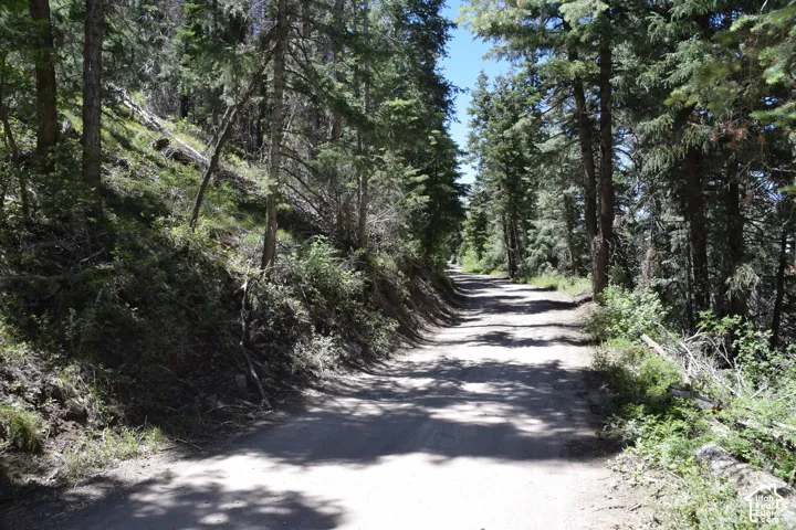 Dirt road surrounded by mature evergreen trees and natural ground cover