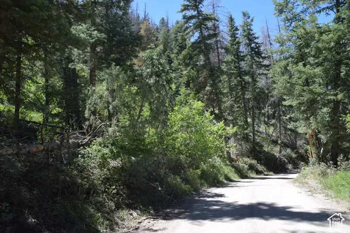 Gravel road surrounded by mature evergreen trees and diverse natural foliage