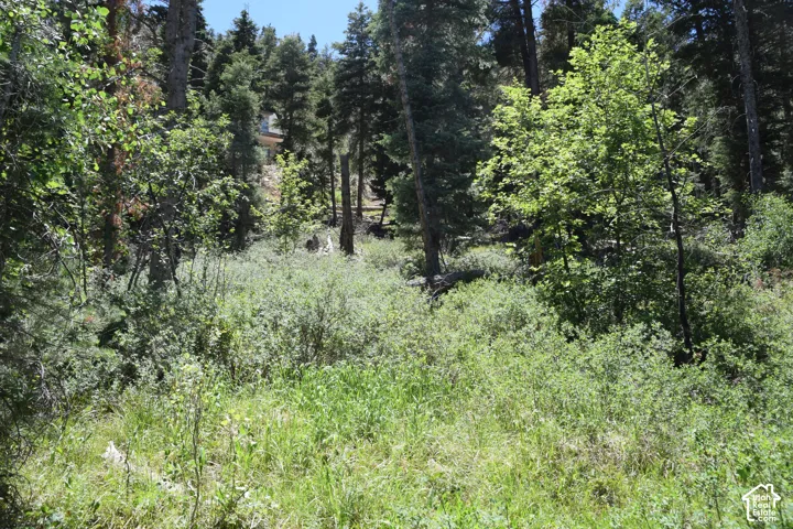 Wooded lot offering mature trees and natural landscaping