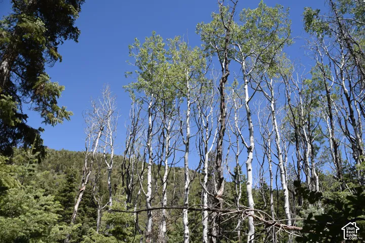 Mature forest setting featuring a mix of evergreen and deciduous trees under a clear sky